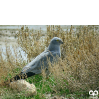 گونه سنقر سفید Pallid Harrier